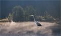 585 - REIGER - REYNAERT JOZEF - belgium